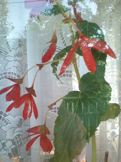 052913171106 - flori  2013