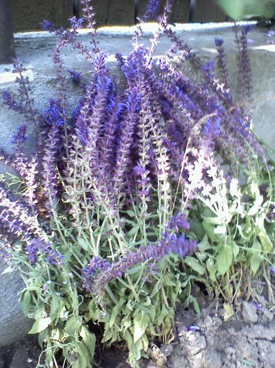 052913171134 - flori  2013