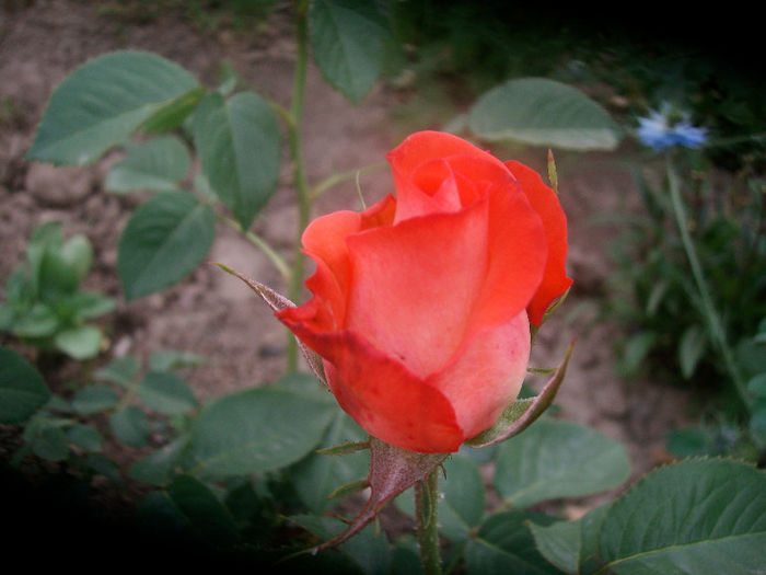 SANY3860 - Trandafiri 2013