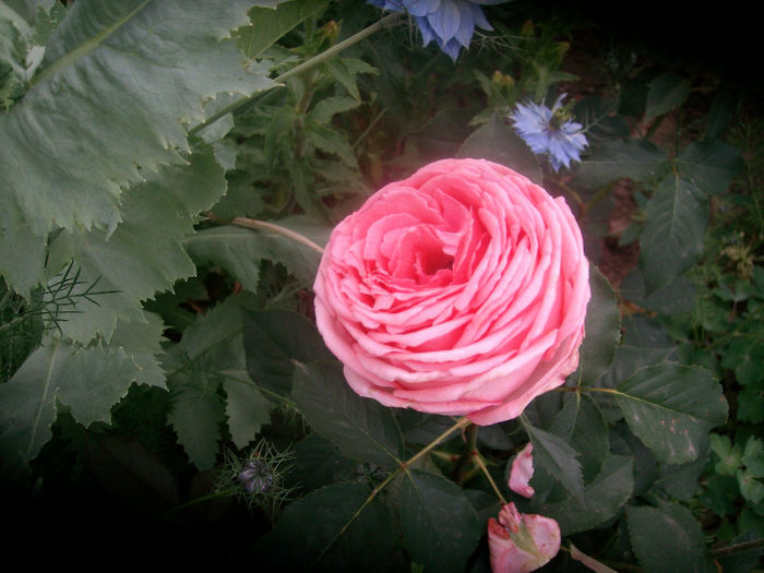 SANY3861 - Trandafiri 2013