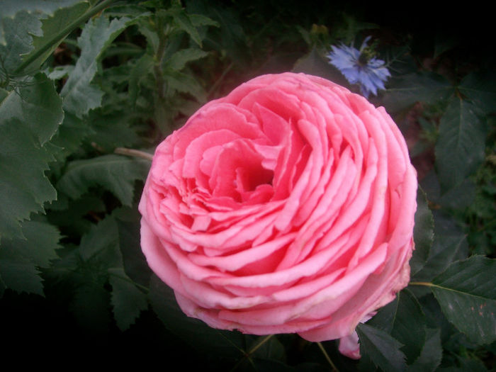 SANY3862 - Trandafiri 2013