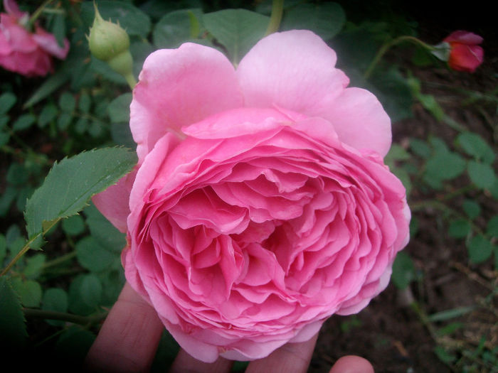 SANY3946 - Trandafiri 2013