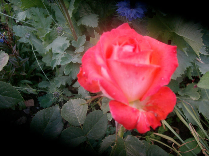 SANY3989 - Trandafiri 2013