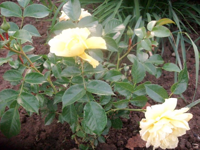 SANY4005 - Trandafiri 2013