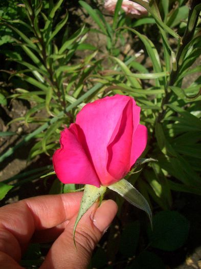 Saint-Exupéry ® • Delrospiv - trandafiri 2013 - part III