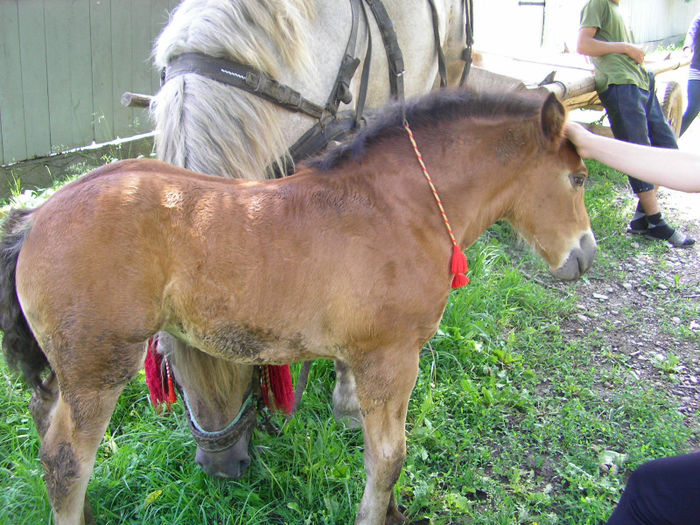 SANY0730 - nurca si manzuca