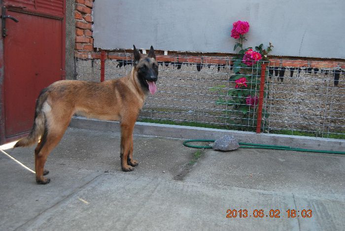 DSC_0040 - Ciobanesc belgian malinois