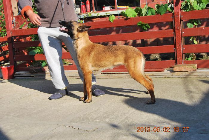 Alma - Ciobanesc belgian malinois