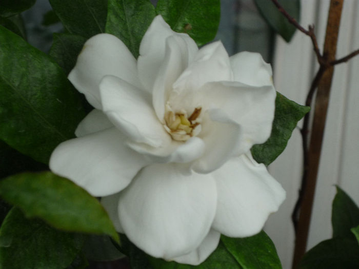 Gardenia