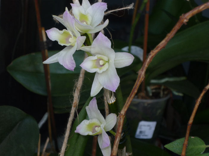 Orhidee P.