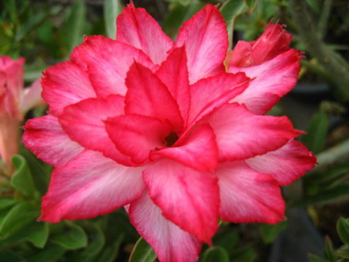 LEB-MEU-NANG - 2013-ADENIUM OBESUM-seminte