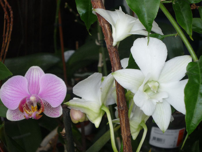 Orhidee Ph