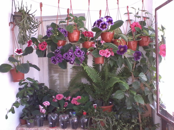 2013-06-03 10.52.17 - gloxinii 2013