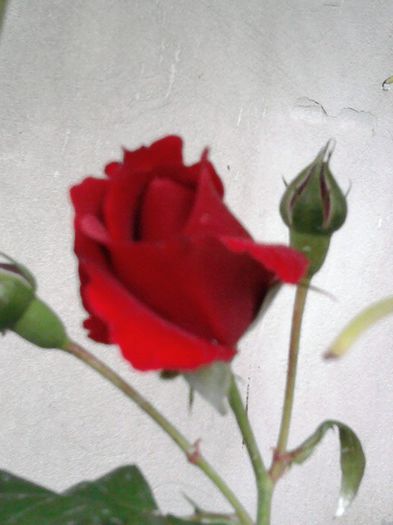 catarator rosu - trandafiri 2013