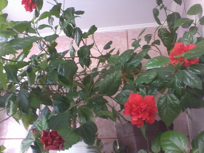 2013-05-15 19.33.01 - hibiscus