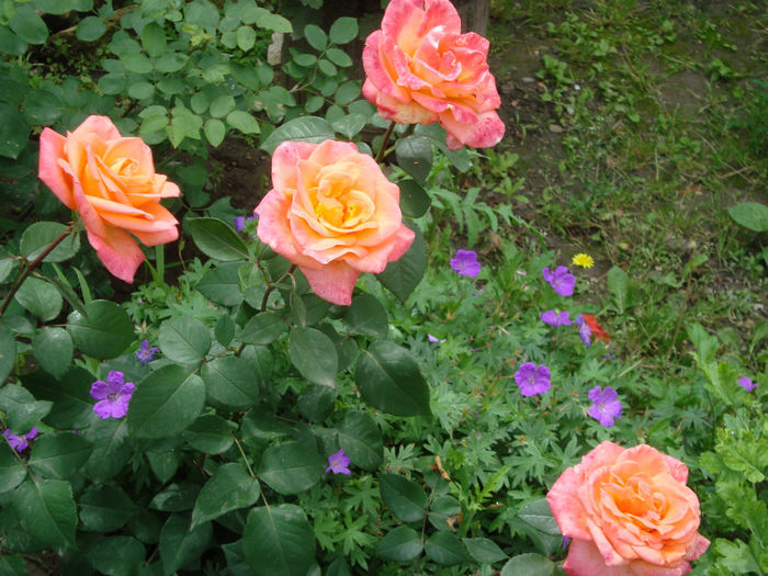 DSC08617 - trandafiri