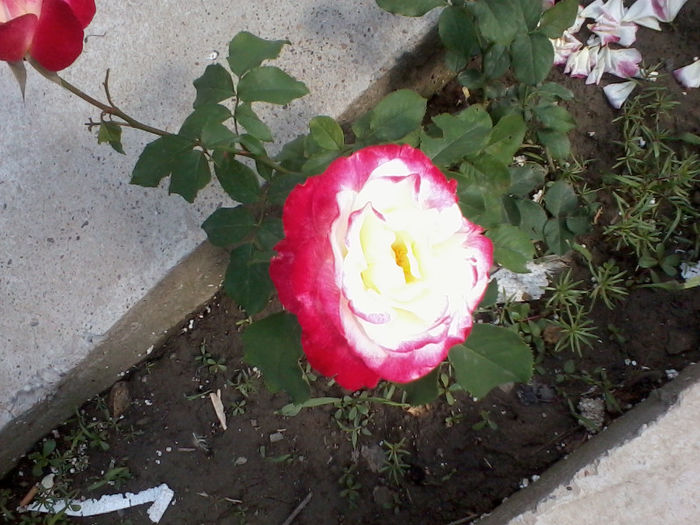 2013-06-01 16.27.10 - trandafiri de gradina