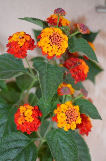 DSC_1309 - 1Lantana 2013