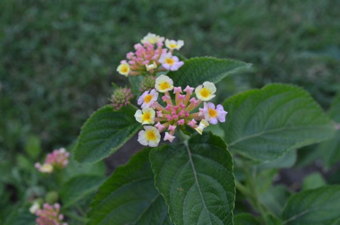 DSC_1310 - 1Lantana 2013