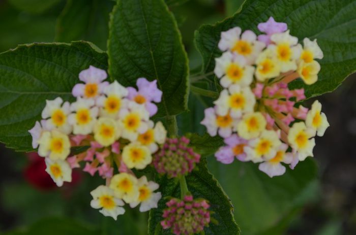 DSC_1347 - 1Lantana 2013