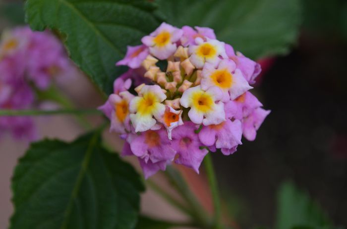 DSC_1348 - 1Lantana 2013