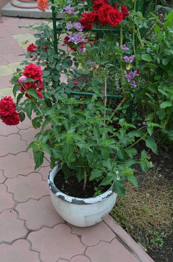 DSC_1327 - 1Lantana 2013