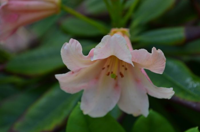 DSC_1338 - 1Rhododendron