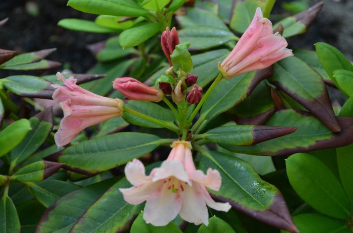 DSC_1339 - 1Rhododendron