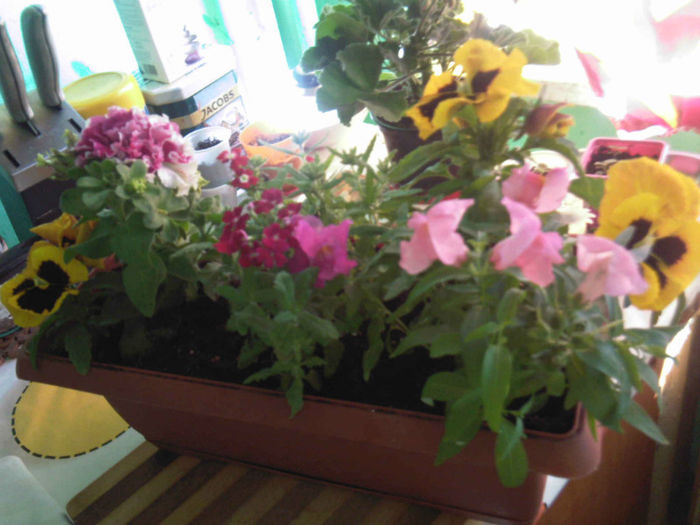 Jardiniera cu flori carora le place soarele - Flori dragi 2013