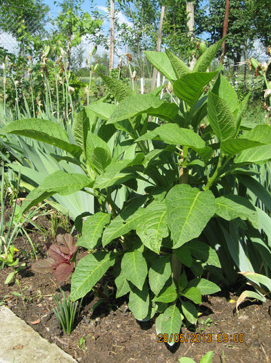 incep sa se vada progresele...... - 3 BRUGMANSIA