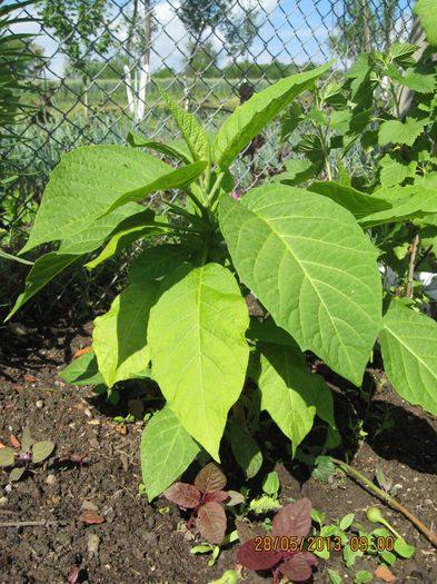 unui ...SCOLAR din clasa intiia. - 3 BRUGMANSIA