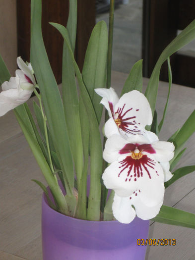 Miltonia reinflorita