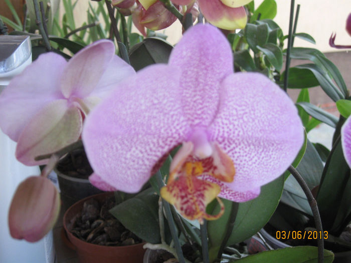 Phalaenopsis Dimension