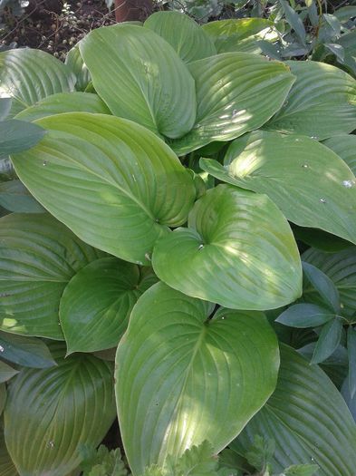 2013-06-03 14.31.54 - Hosta