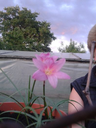 Zephyranthes grandiflora :)