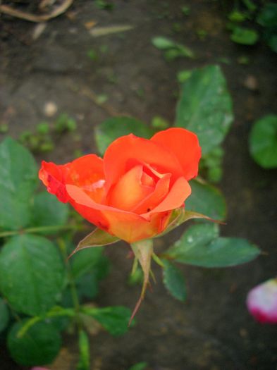 France Libre ® • DELjaunor • Summer Sunset; Hybrid Tea.  Couture Collection. Bred by Delbard-Chabert (France, 1981).

