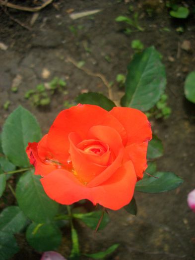 CIMG7823