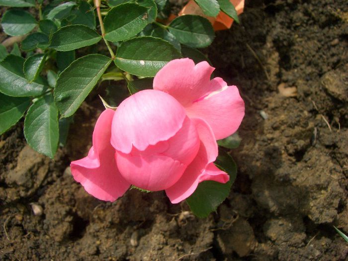 Sommerwind ® • Göteborgs Posten • KORlanum • Sommarwind • Summerwind • Surrey • Vent d'Eté ®; Shrub. Bred by Reimer Kordes (Germany, 1985).
