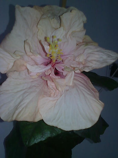 Imagine3516 - HIBISCUS