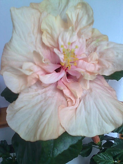 Imagine3517 - HIBISCUS