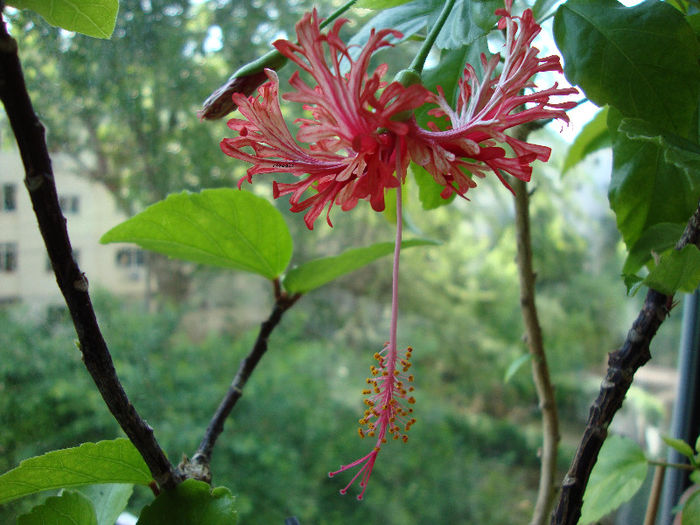 DSC07188 - Hibiscus 2013