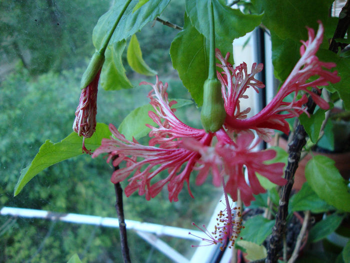 DSC07191 - Hibiscus 2013