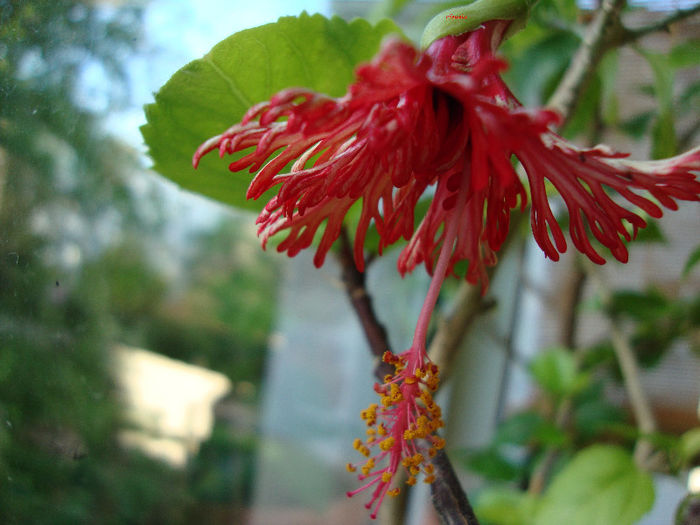 DSC07263 - Hibiscus 2013