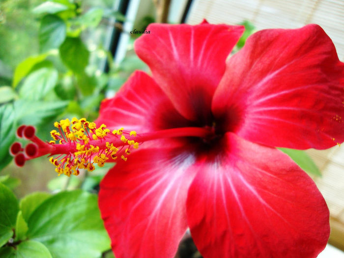 DSC07091 - Hibiscus 2013