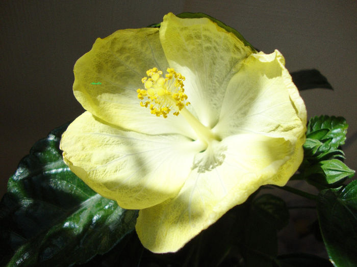 DSC07202 - Hibiscus 2013