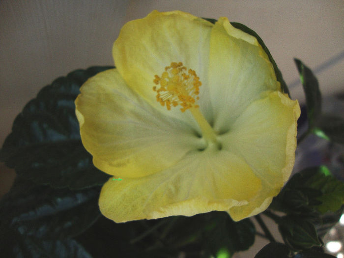 DSC07203 - Hibiscus 2013