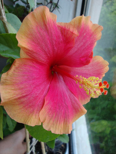 DSC07267 - Hibiscus 2013