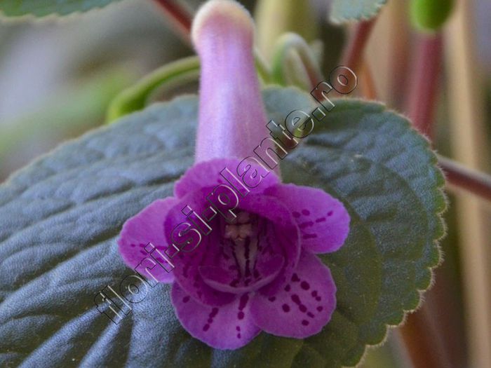 Sinningia HCY s Merry go round 5 - GLOXINIA _ SINNINGIA__NEWS 2013