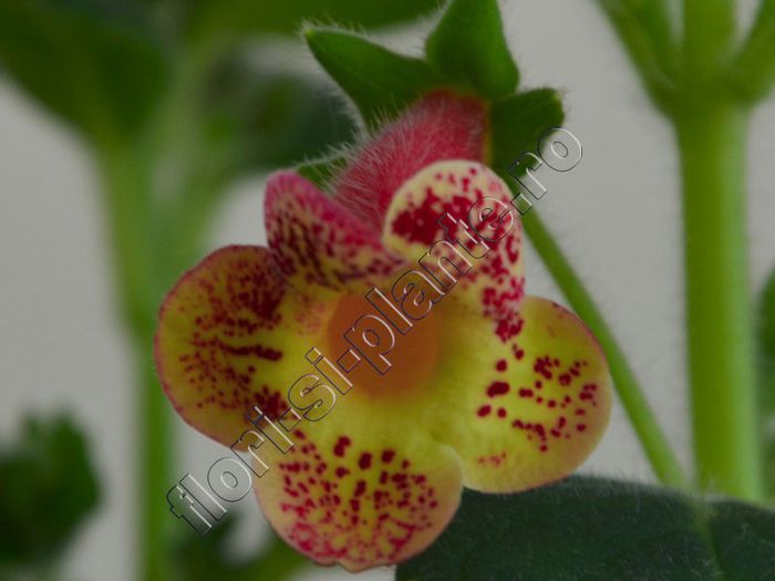 Kohleria Ragna (ni) - KOHLERIA II