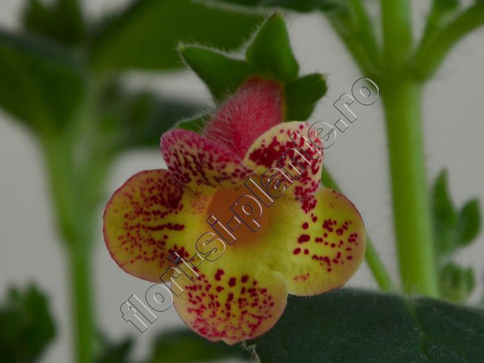 Kohleria Ragna (ni) - KOHLERIA II